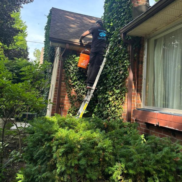 Stafan Lionel from Silverlight manually cleaning gutters and eavestroughs on a historic Toronto home.
