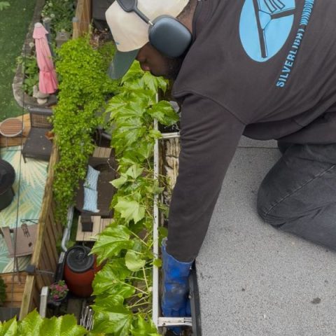 Silverlight technician performing severe gutter cleaning Etobicoke, manually removing established plants from an overgrown eavestrough.